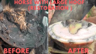 Shire Horse Complete restoration 1H13 minutes of restoration shirehorse huge massivehoof [upl. by Evod873]