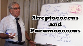 Streptococcus and Pneumococcus [upl. by Pas]