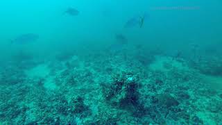 Hogfish heaven  50foot underwater video Gulf of Mexico [upl. by Nyletac69]