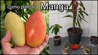 Como plantar Manga  Agricultura Orgânica dicas de Cultivo [upl. by Ahserak]