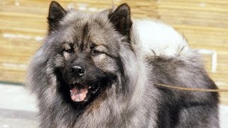 Eurasier [upl. by Eimerej463]