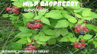 ⟹ WILD RASPBERRY  Rubus idaeus  Planted by the birds [upl. by Aiciled]