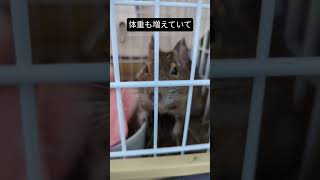 【Degu】オーカー君、ほぼ、完治 デグ―の病気 鼻涙管の炎症 [upl. by Anawal]