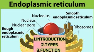 Endoplasmic Reticulum complete in one video by Dr Parmod Chauhan chauhanclassesbscbiologybiology [upl. by Nehgaem947]