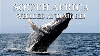 South Africa Travel Guide Westcoast Garden Route and more a beautiful trip in 4k [upl. by Caras]