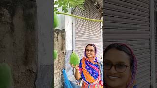 নিজের গাছের পেঁপে। viralvideo reels reelsvideo vairalshort vairalvideo [upl. by Ellerrehc]