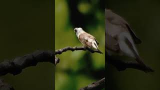 Indian Silverbill Morning Vibes birds trending youtubeshorts youtubeshorts shorts nature [upl. by Ruford]