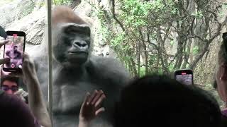 A Bronx Zoo Silverback Gorilla examining spectators closely [upl. by Crenshaw]