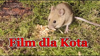 Film dla kota 🐭 myszy i ptaki [upl. by Neelsaj]