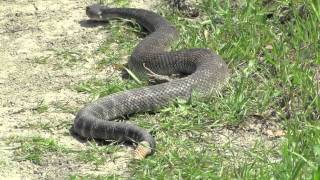 HUGE Rattlesnake while Hiking in California HD [upl. by Kalikow]