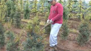 Pinus Parviflora Glauca  Plant Care [upl. by Merchant944]