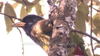 Great Hill Barbet  that most typical Himalayan bird with lovely colours [upl. by Aubrette]