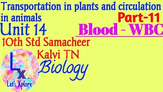 10th std Biounit 14 circulation in animalsBlood  WBCPart 11Samacheer Kalvi TN [upl. by Brenza]