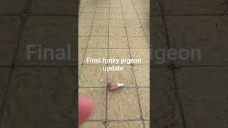 funky pigeon trilogy [upl. by Belamy]