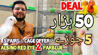 Deal 50 Hazar  5 Joray Lovebirds  Albino red eye to parblue creamino working [upl. by Henarat744]