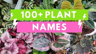 Plant Names and Pictures Plant Identification [upl. by Calandra]