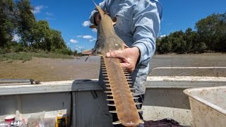 Sawfish survival [upl. by Moth]