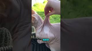 Sphynx Cats Furless Wonders Revealed in 22 Seconds shorts [upl. by Melbourne]