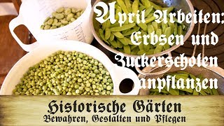 Arbeiten im April Erbsen und Zuckerschoten Voranzucht und Pflanzung amp Direktsaat ind Beet [upl. by Abigail]