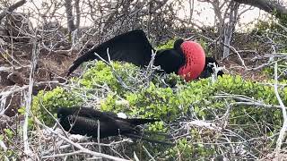 A Magnificent Frigatebird is in courtship mode in North Seymour island Galápagos [upl. by Eldred]