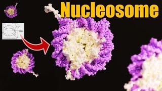 What is Nucleosome  Nucleosome model  Packaging of DNA Helix  Molecular Basis of Inheritance [upl. by Alsworth]