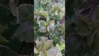 Acalypha plant short video [upl. by Hy647]