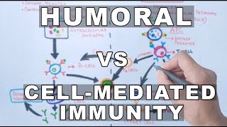 Humoral immunity and cellmediated immunity [upl. by Llenram]