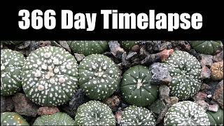 Astrophytum Asterias Super Kabuto 366 Day Timelapse [upl. by Anitsuj]