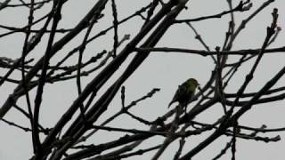 Siskin in song [upl. by Itteb]