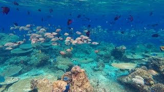 Snorkeling Ellaidhoo Maledives 2015 march [upl. by Rowena731]