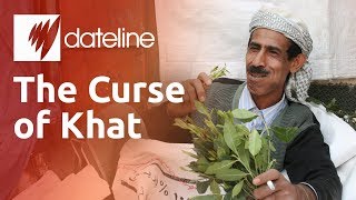 Khat Yemens Addictive Narcotic Chewing Leaf [upl. by Azial946]