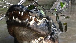 Alligator eats Raccoon 03  Music Video [upl. by Anolla]