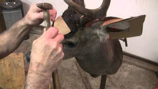 Testas Taxidermy Tips  Mounting a Deer Head Part 4 [upl. by Narmi]