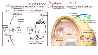 Hormones Steroid v Protein [upl. by Rebhun]