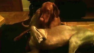 Weimaraner 6 Jahre und Vizsla 1 Jahr [upl. by Adnahsor]