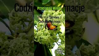 Afirmacje Przyciągające Miłość  Afirmacje Śpiewane  21 DNI WYZWANIE shorts afirmacje miłość [upl. by Eartha]