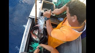 Fishing video Long line fishing Pêche à la ligne Pesca de Palangre de fundo صيد السمك الطويل [upl. by Kapoor]