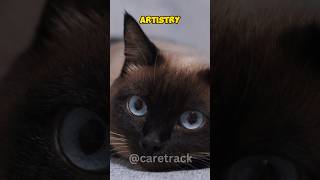 They can change colour – well Siamese cats can cats siamese siamesecats [upl. by Ashley69]