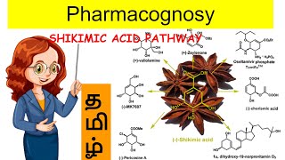 shikimic acid pathway  unit 1  pharmacognosy2  tamil [upl. by Coniah]