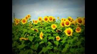 Un campo di girasoli 2011wmv [upl. by Veda]