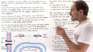 Introduction to Glucose Metabolism [upl. by Titus7]