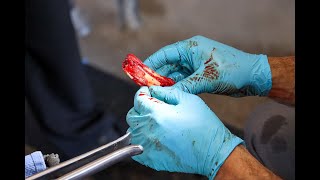 Large Tooth Abscess in Young Horse [upl. by Ethelred]