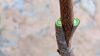 طريقة تطعيم شجرة القشطة Cream tree grafting [upl. by Eide]