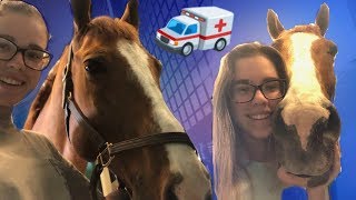 Visiting my horse in the ICU  intensive care unit  S vlogs [upl. by Taran]