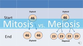 Mitosis vs Meiosis updated [upl. by Najar]