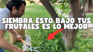 Consejos Para Tener Árboles Frutales Saludables 🌳🍑🍊🍎🌳 [upl. by Shaum]