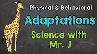 What are Adaptations  Physical Adaptations amp Behavioral Adaptations [upl. by Arerrac]