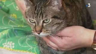 Ker Kazh  pour que les chats abandonnés retrouvent une nouvelle maison [upl. by Aninotna]