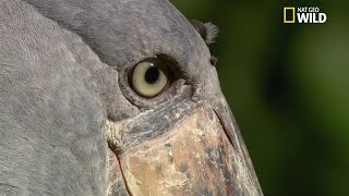 Le Becensabot du Nil un oiseau vorace [upl. by Ylera]