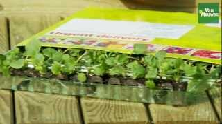 How to grow plug plants with Van Meuwen [upl. by Aivartal]